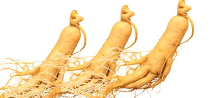 ginseng